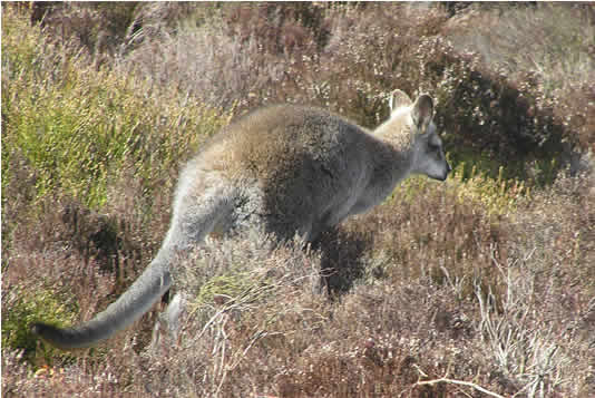 wallaby